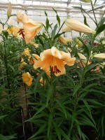 [4142 Eudoxia No101.JPG]